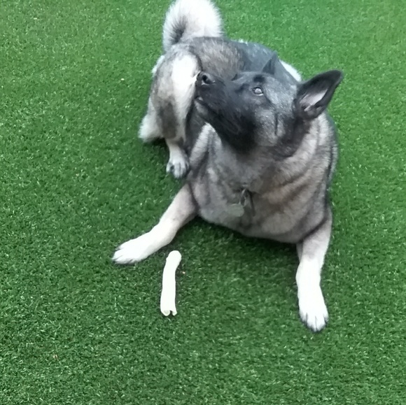 Meet your Posher, Mackenzie - Picture 1 of 1